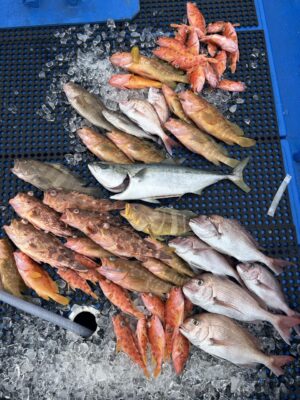 IMG_2229.jpeg