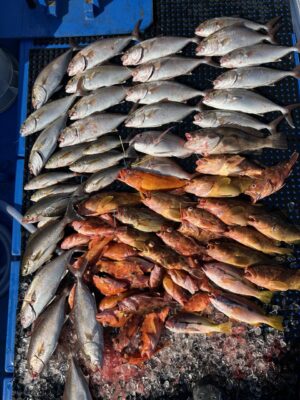 IMG_3916.jpeg